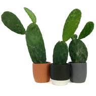 Cactus, 9cm, O. Basilaris 'Beavertail' in Ceramic