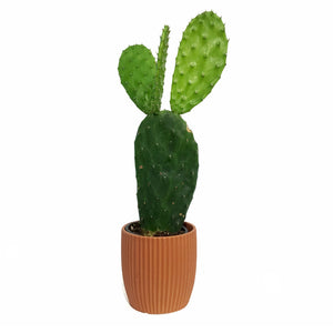 Cactus, 9cm, O. Basilaris 'Beavertail' in Ceramic