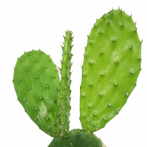 Cactus, 9cm, O. Basilaris 'Beavertail' in Ceramic