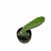 Load image into Gallery viewer, Cactus, 9cm, O. Basilaris &#39;Beavertail&#39; in Ceramic
