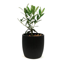 Load image into Gallery viewer, Olive, 9cm, in Ceramic Pot
