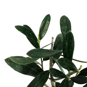 Olive, 9cm, in Ceramic Pot
