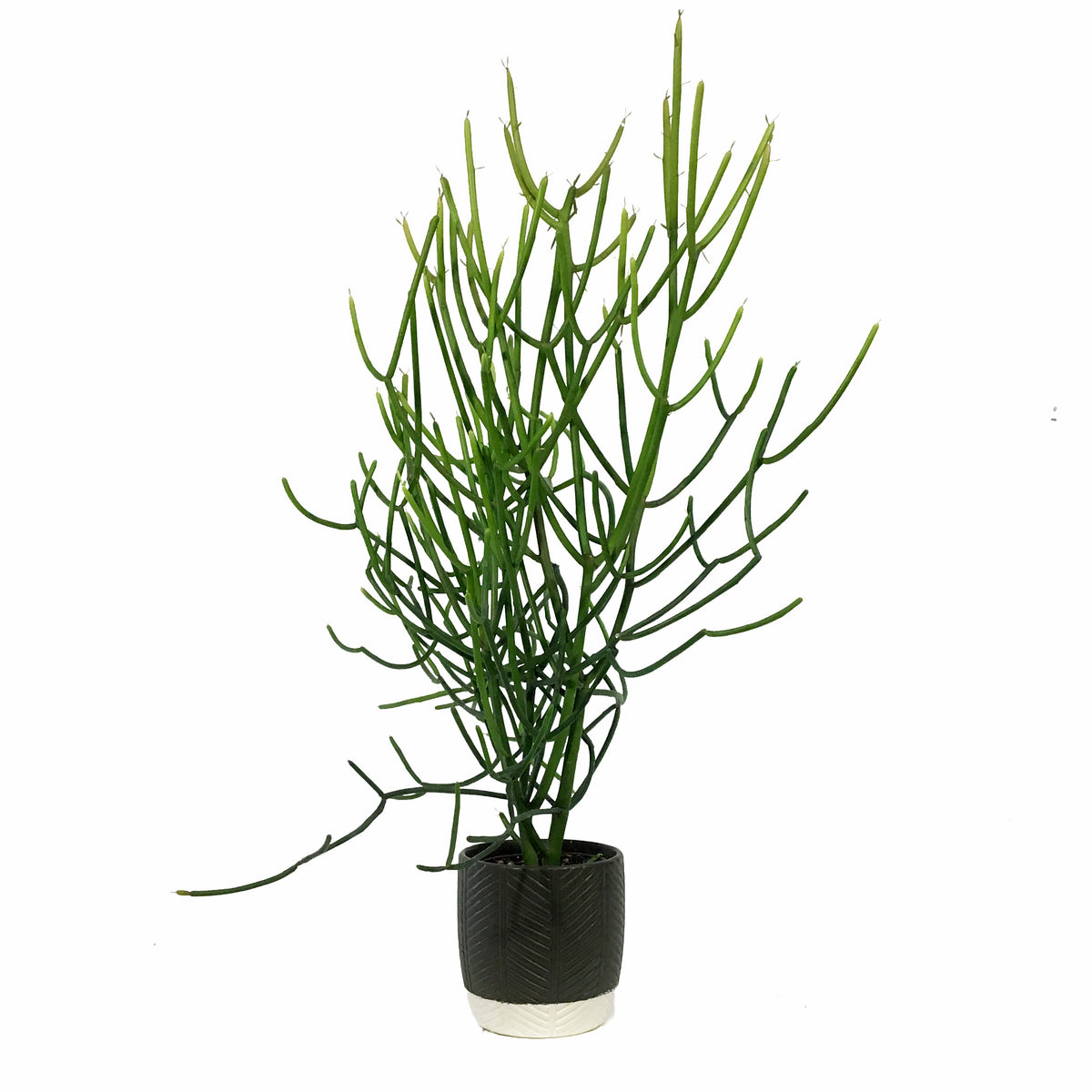 Succulent, 9cm, Euphorbia Firesticks in Ceramic