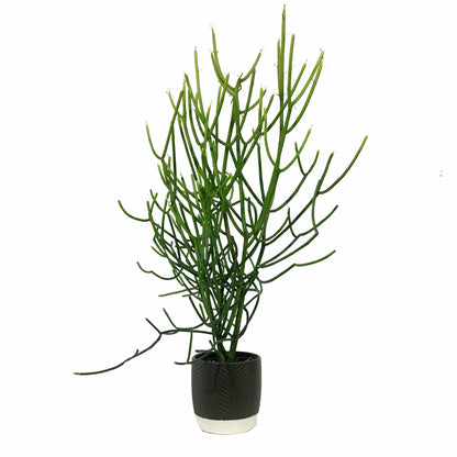 Succulent, 9cm, Euphorbia Firesticks in Ceramic