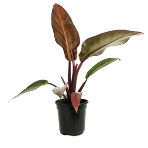 Philodendron, 4in, Cathaline