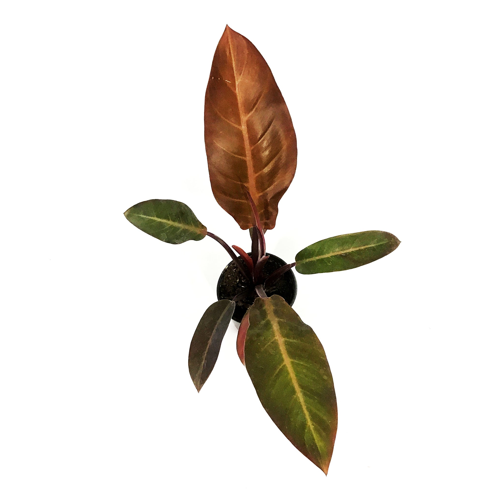 philodendron cathaline Philodendron, 4in, Cathaline – Floral Acres Greenhouse & Garden Centre