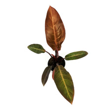 Load image into Gallery viewer, Philodendron, 4in, Cathaline
