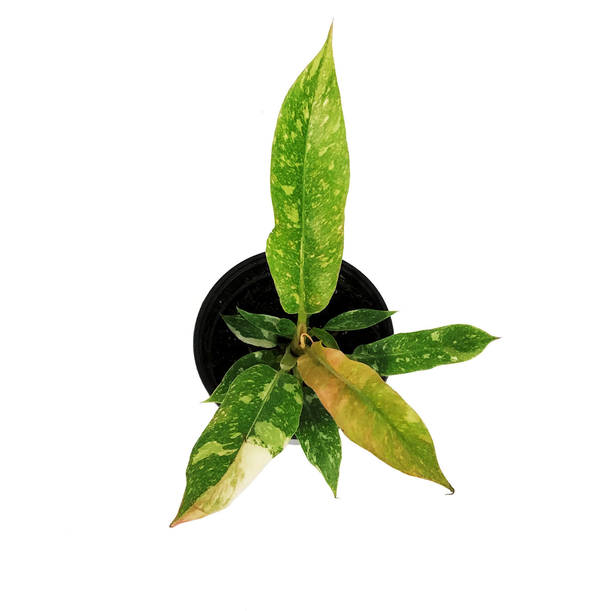 Philodendron, 4in, Ring of Fire
