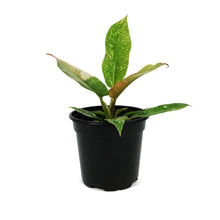 Load image into Gallery viewer, Philodendron, 4in, Ring of Fire
