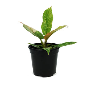 Philodendron, 4in, Ring of Fire