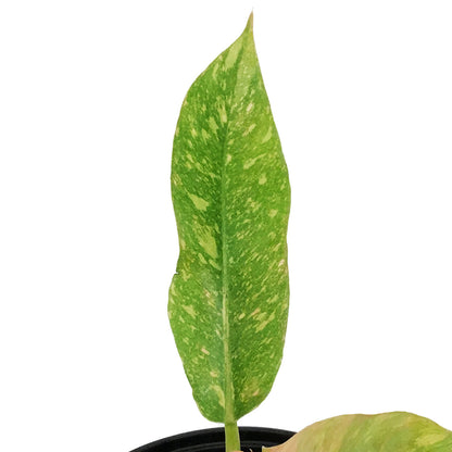 Philodendron, 4in, Ring of Fire