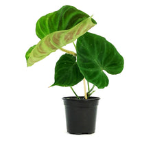 Load image into Gallery viewer, Philodendron, 4in, Verrucosum
