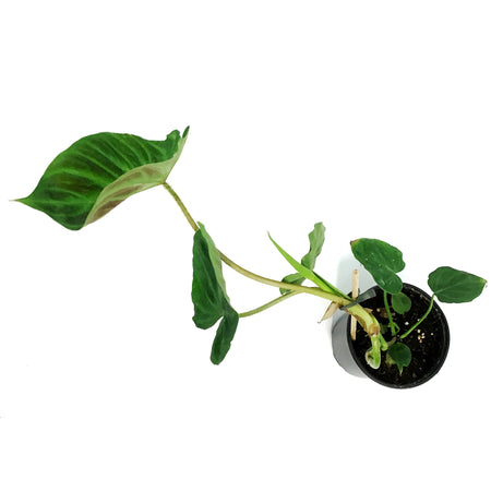 Philodendron, 4in, Verrucosum