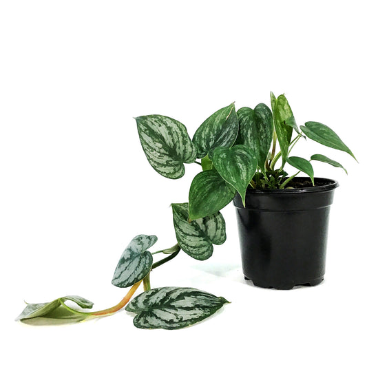 Philodendron, 4in, Brandtianum