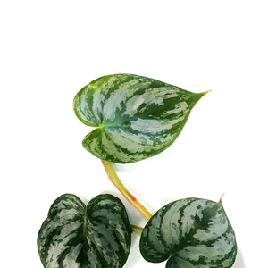 Philodendron, 4in, Brandtianum