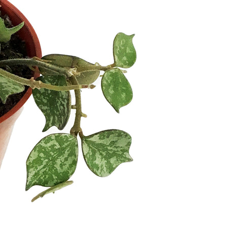 Hoya, 2.5in, Curtisii