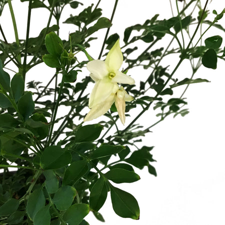 Jasmine, 6in