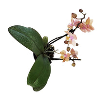 Load image into Gallery viewer, Orchid, 3.5in, Phalaenopsis Scention
