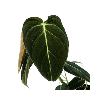 Philodendron, 4in, Melanochrysum