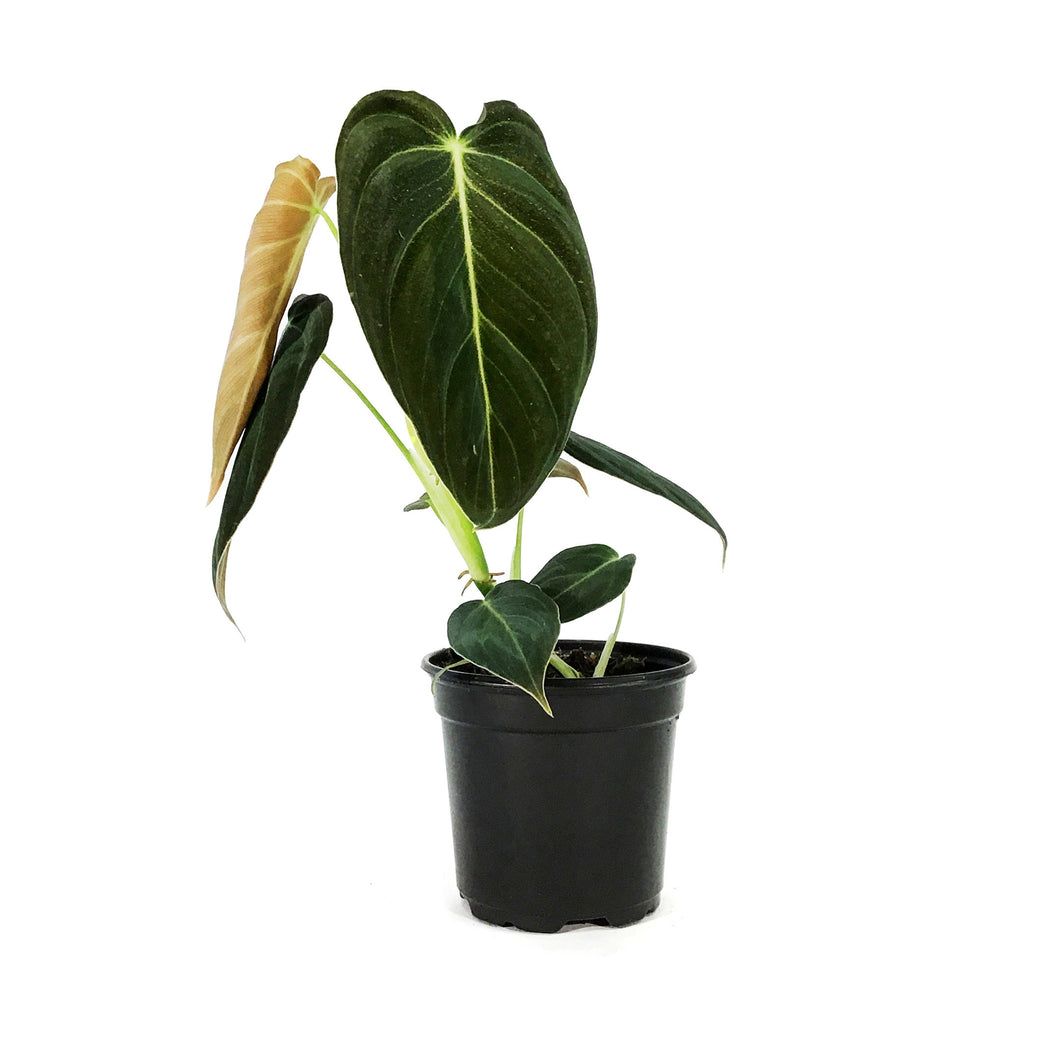 Philodendron, 4in, Melanochrysum