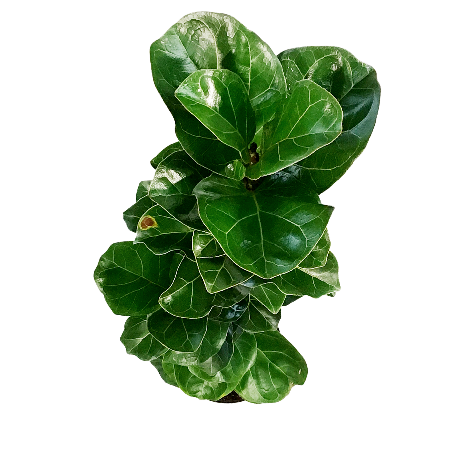 fiddle leaf fig little sunshine Ficus, 10in, Lyrata Little Sunshine