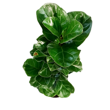 Load image into Gallery viewer, Ficus, 10in, Lyrata Little Sunshine
