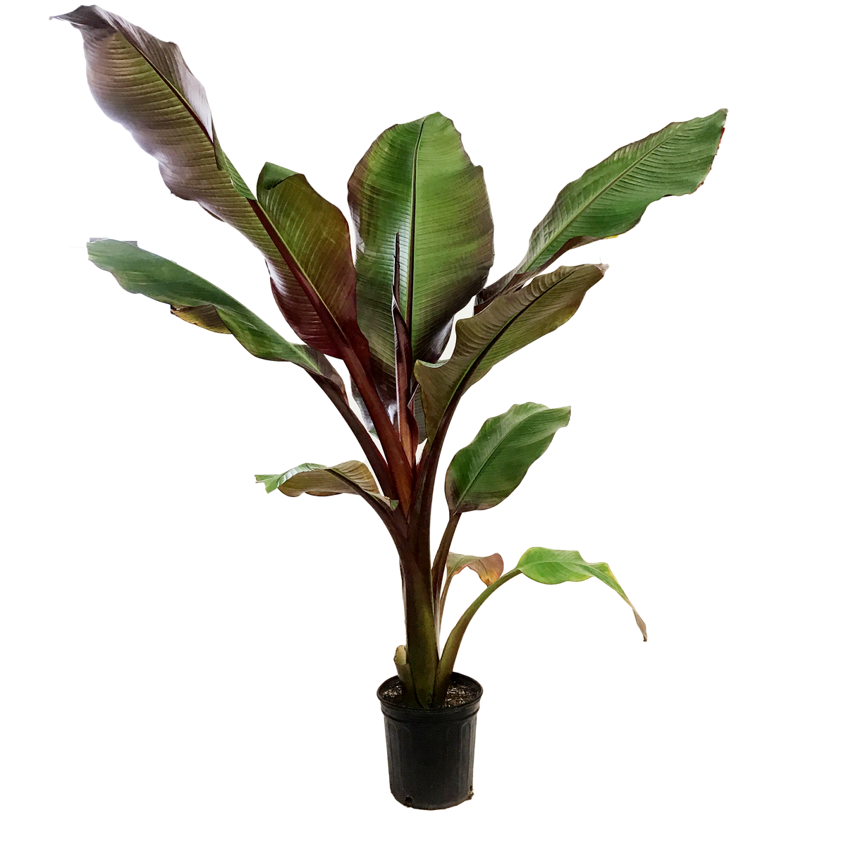 Banana, 10in, Ensete Maurelli, Abyssinian
