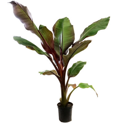 Banana, 10in, Ensete Maurelli, Abyssinian