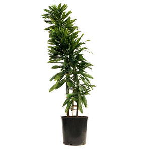 dracaena green jewel cane Dracaena, 14in, Green Jewel Cane – Floral Acres Greenhouse & Garden Centre