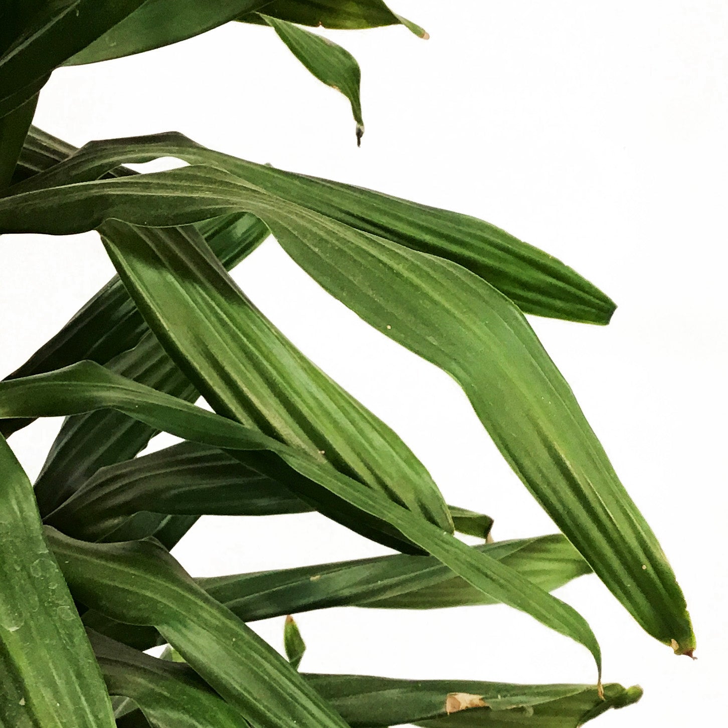 dracaena green jewel cane Dracaena, 14in, Green Jewel Cane