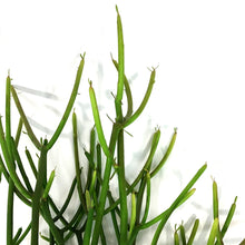 Load image into Gallery viewer, Succulent, 9cm, Euphorbia Firesticks
