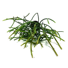 Load image into Gallery viewer, Succulent, 9cm, Euphorbia Firesticks
