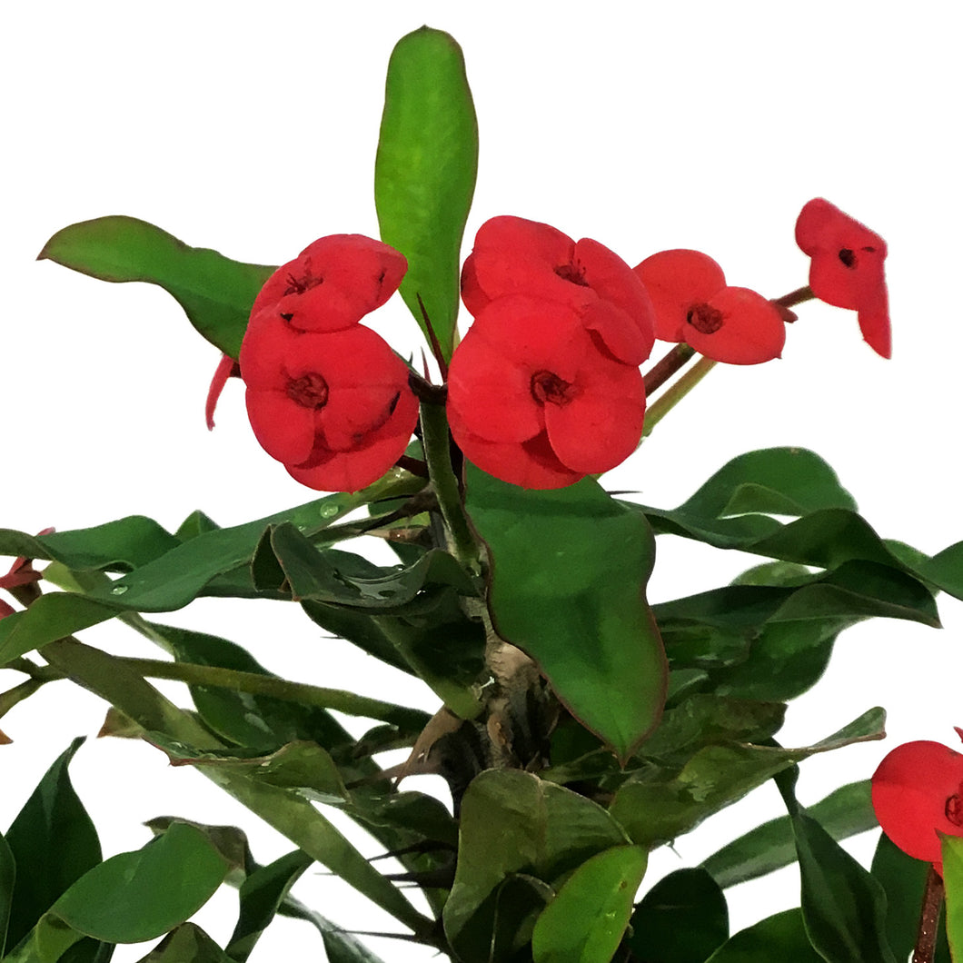 Euphorbia, 4in, Maxi Vulkanus