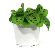 Load image into Gallery viewer, Maranta, 6in, Green
