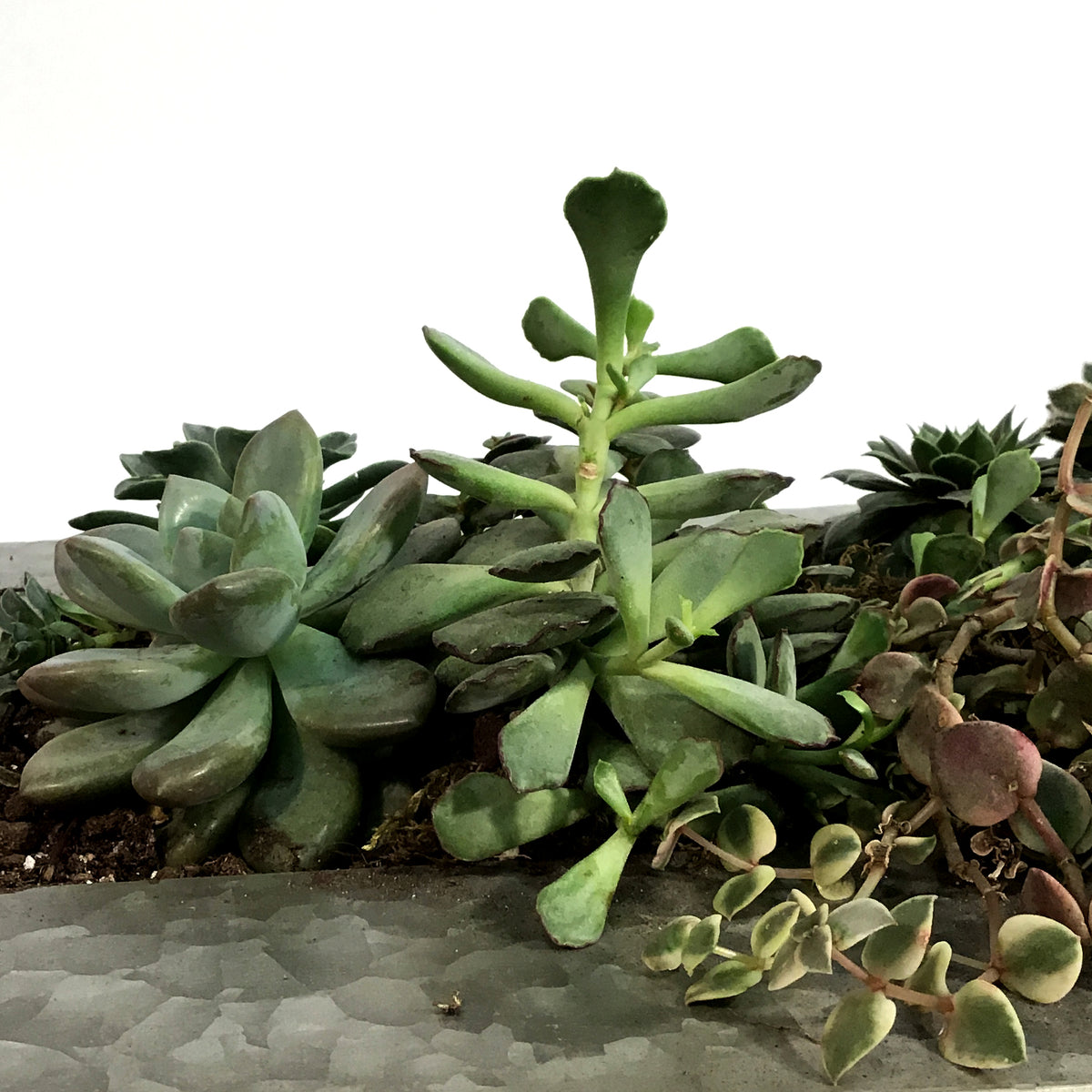 Succulent Wall Planter, 12 Pockets