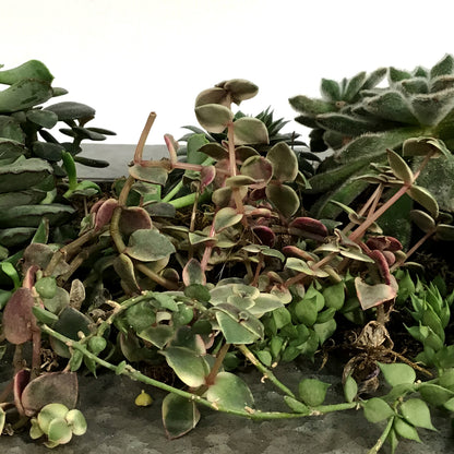 Succulent Wall Planter, 12 Pockets