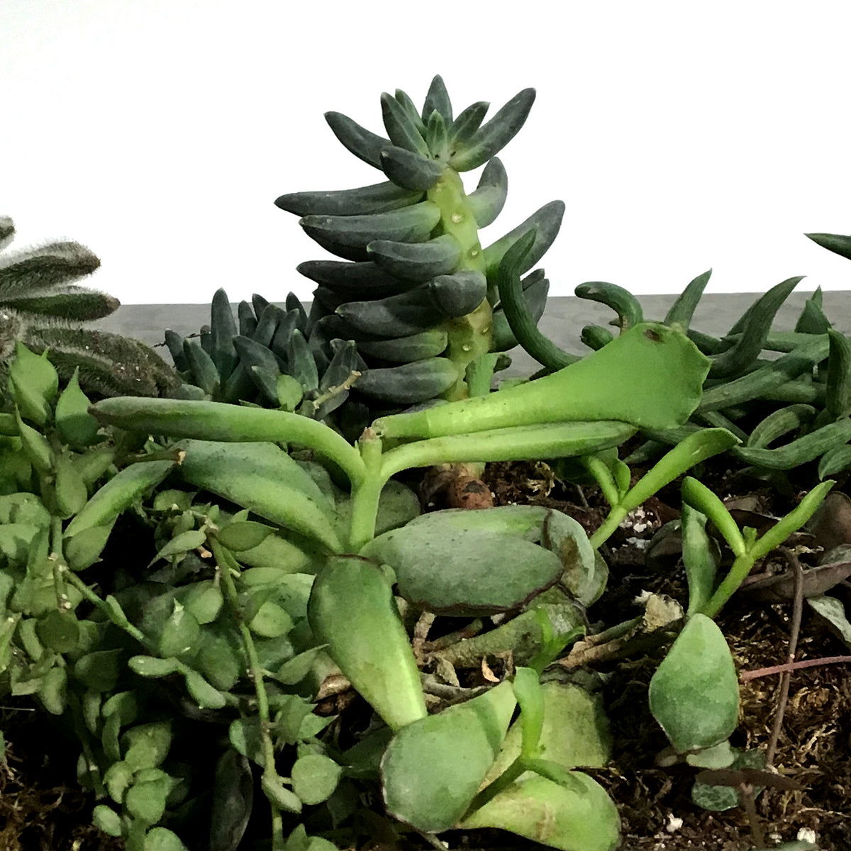 Succulent Wall Planter, 12 Pockets