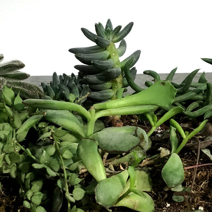 Succulent Wall Planter, 12 Pockets