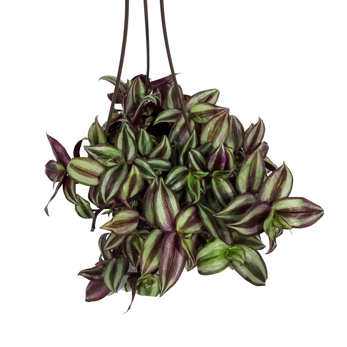 Tradescantia, 6.5in HB, Zebrina Red Silver