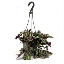 Load image into Gallery viewer, Tradescantia, 6.5in HB, Zebrina Red Silver
