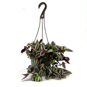 Tradescantia, 6.5in HB, Zebrina Red Silver