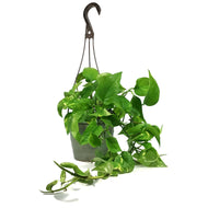 Pothos, 6.5in Hanging Basket, Hawaiian