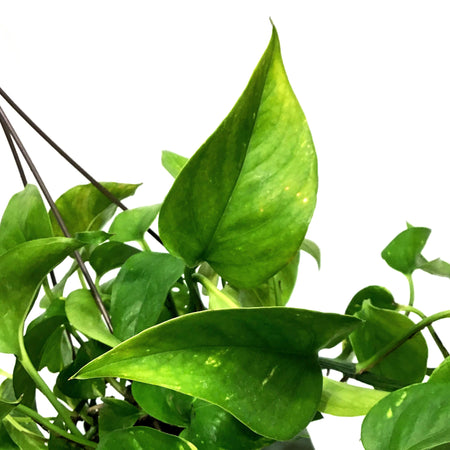 Pothos, 6.5in Hanging Basket, Hawaiian