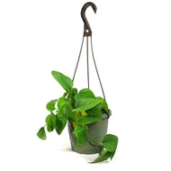 Pothos, 6.5in Hanging Basket, Jade Green