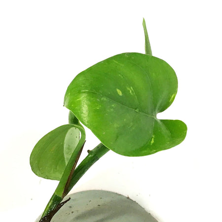 Pothos, 6.5in Hanging Basket, Golden