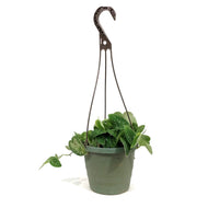 Scindapsus, 6.5in Hanging Basket, Silvery Ann