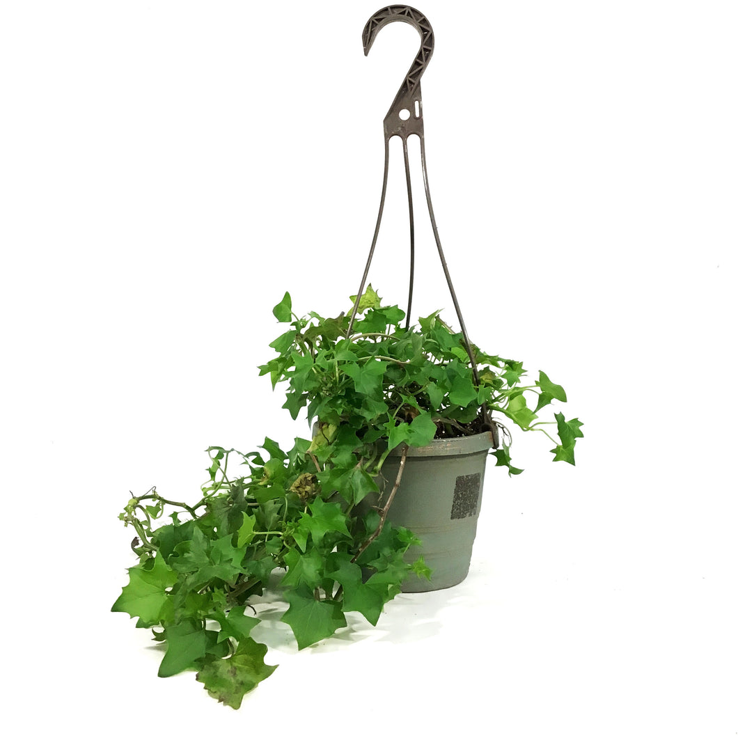 Ivy, 6.5in Hanging Basket, German Green