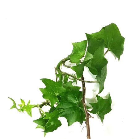 Ivy, 6.5in Hanging Basket, German Green