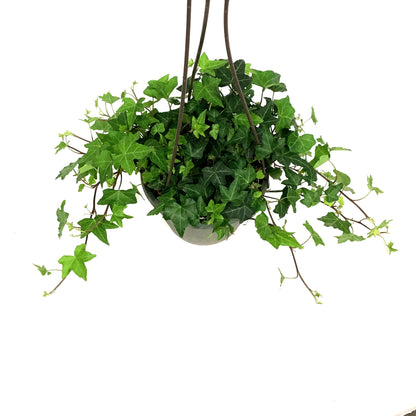 Ivy, 6.5in Hanging Basket, English Ralf