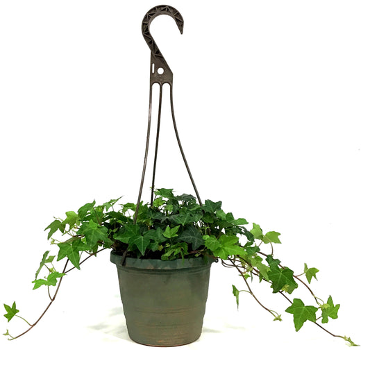 Ivy, 6.5in Hanging Basket, English Ralf